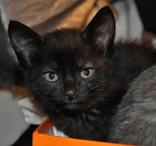 Чёрная кошечка. 1,5 мес.