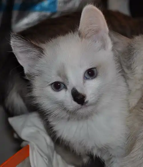 Красивый котёнок-девочка.