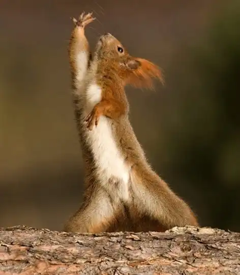 Белочка танцуе!