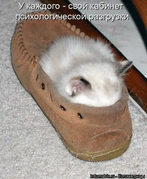 Лучшие котоматрицы недели