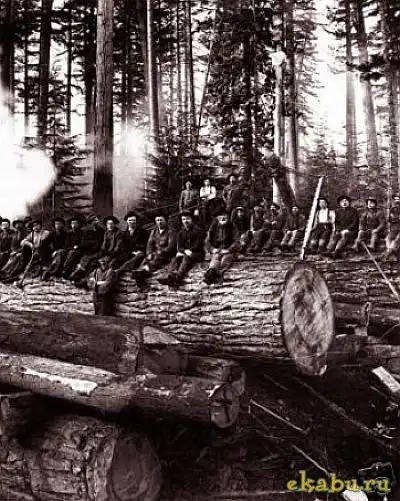 Огромные деревья