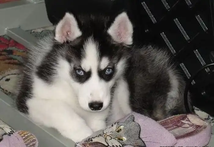 Хаски в вашей квартире