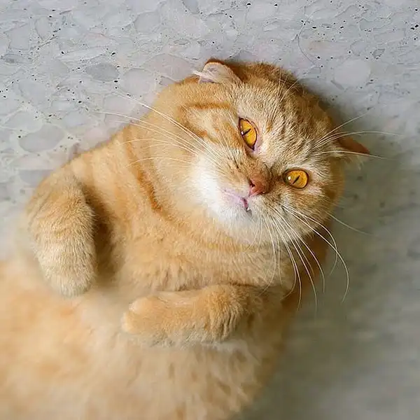 Позитивные коты