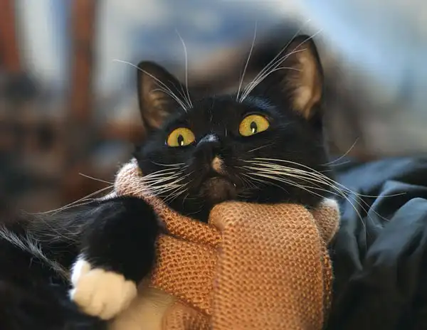 Позитивные коты