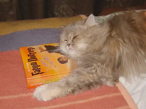 Кошки и книжки