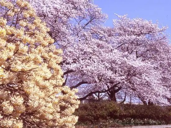 Цветение сакуры