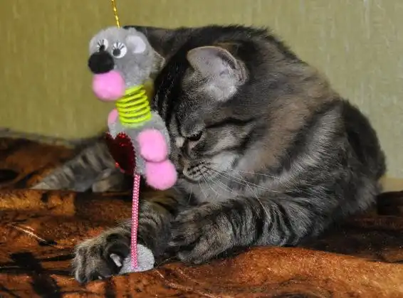 Наикрасивейший котик 5-6мес.