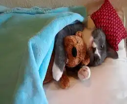 Милашка кот)