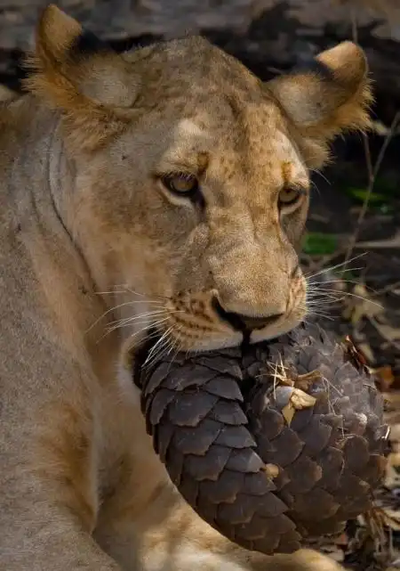 Панголин в пасти у льва
