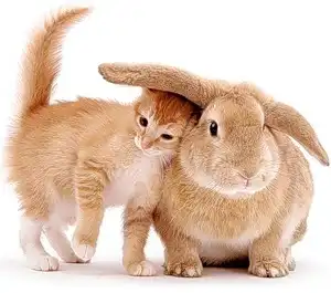 на НГ нужно загадать желание и тихо мяукнуть