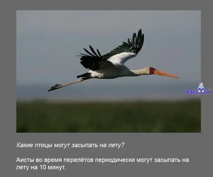 Интересные факты обо всем