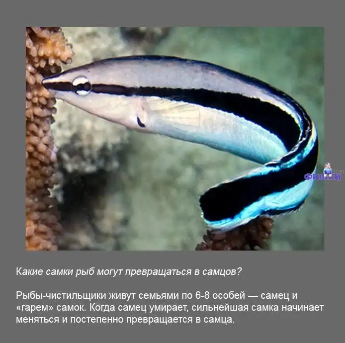 Интересные факты обо всем