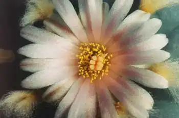 Интересный кактус. Лофофора.