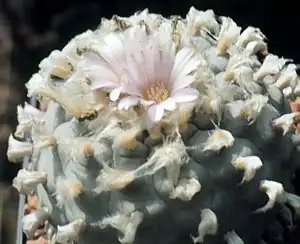 Интересный кактус. Лофофора.