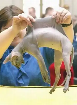 Прикольные коты^^ (у меня мля всё прикольное О_О ппц)