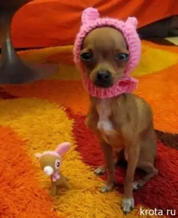 Подборка смешных собачек