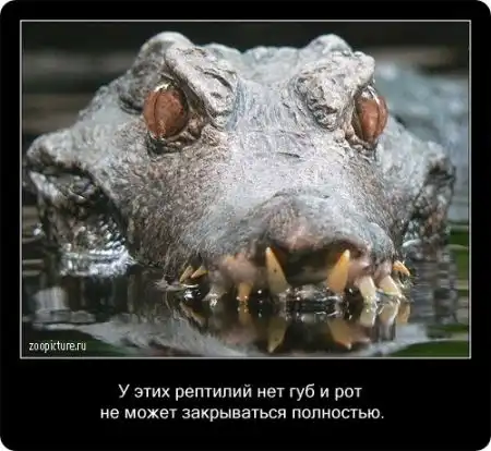 Факты про крокодилов в картинках