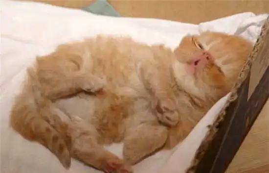 Эволюция рыжего котёнка