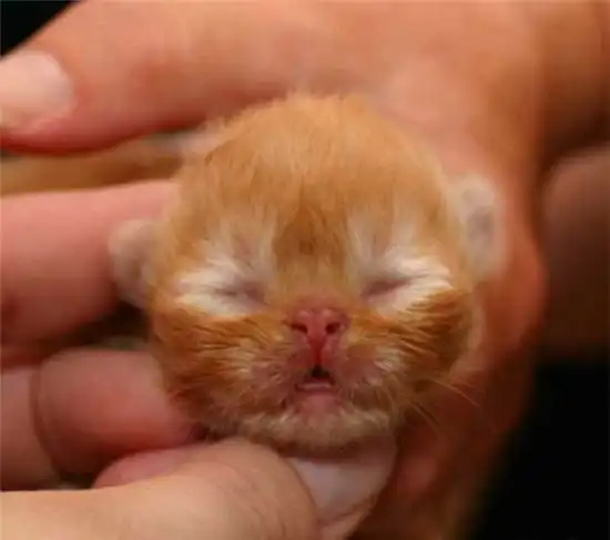 Эволюция рыжего котёнка