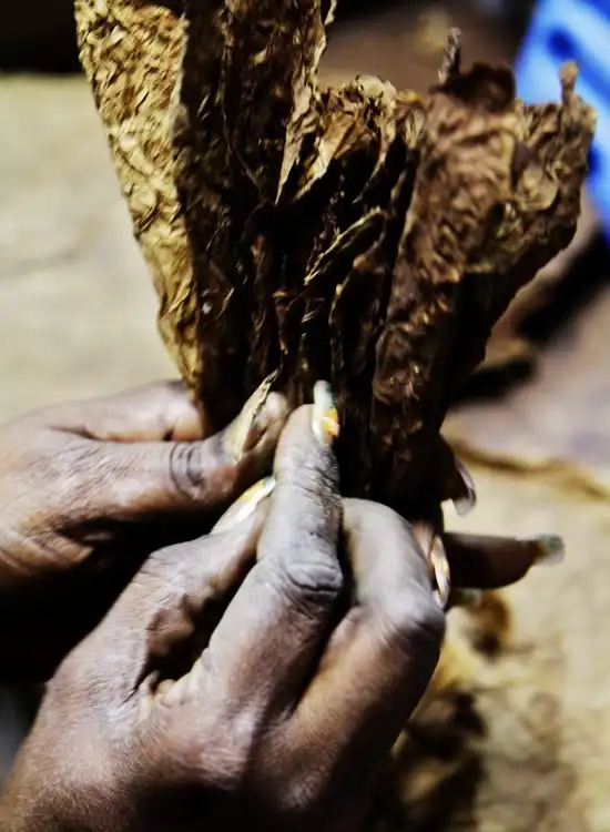 Как делаются сигары