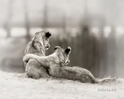 Прикольные и веселые картинки