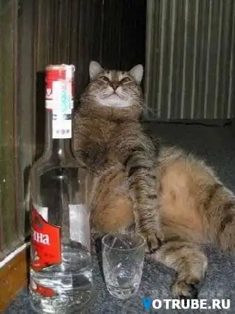 Футболисты и их коты