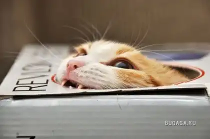 Любимые места кошек