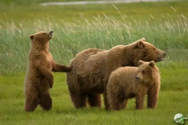 Топ - 10 силачей