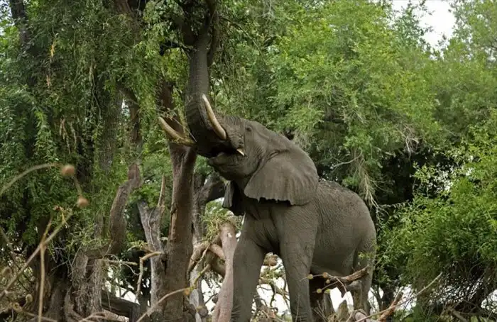 Животные-рекордсмены