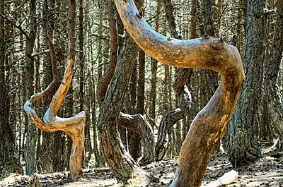 Шумел камыш, деревья гнулись...