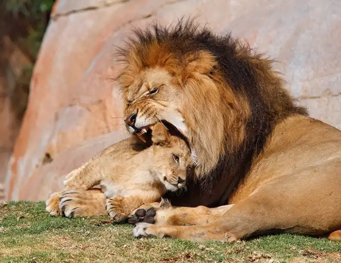 Животные, заснятые в очень удачный момент