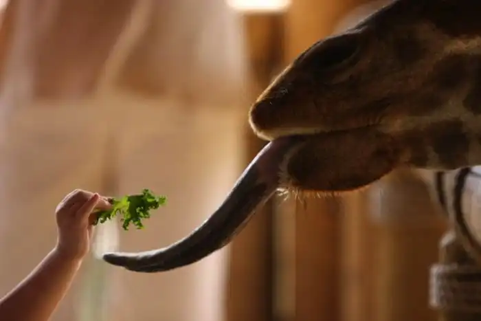 Животные, заснятые в очень удачный момент