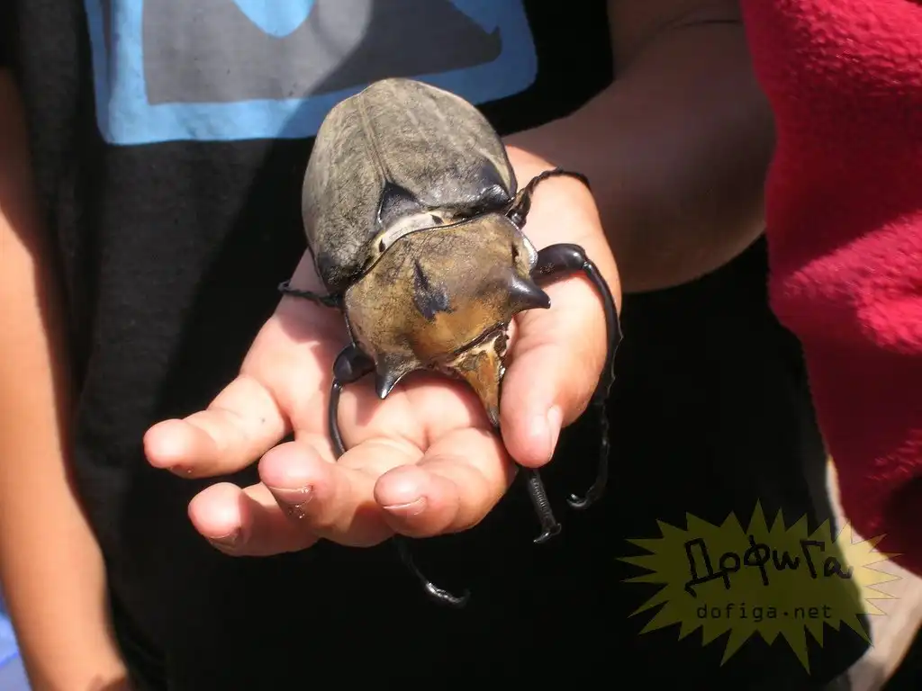 Костариканский жучог ( 12 фото )