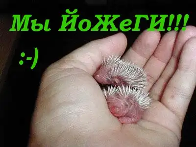 "Йа" Картинки!