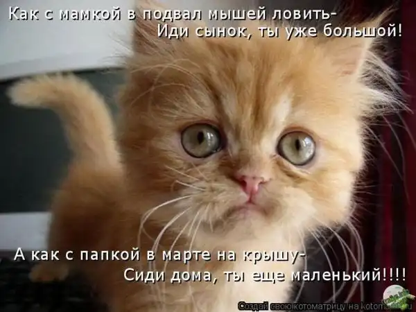 Лучшие котоматрицы недели