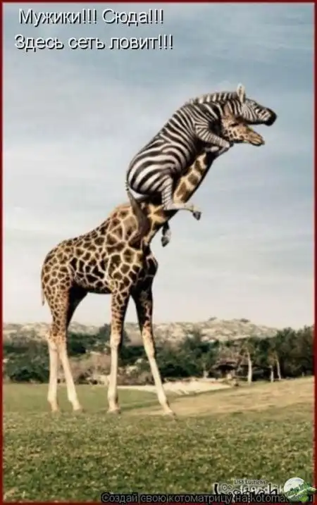 Лучшие котоматрицы недели