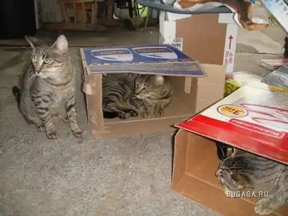 Любимые места кошек