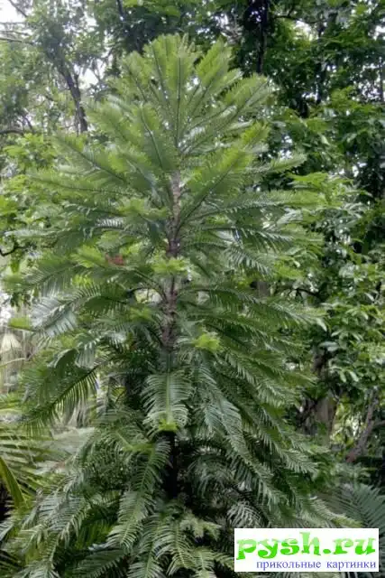 Прикольные деревья