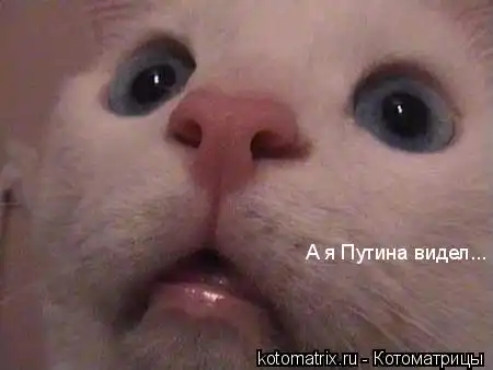 Котоматрицы