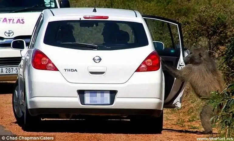 Примат барсеточник (4 фото)