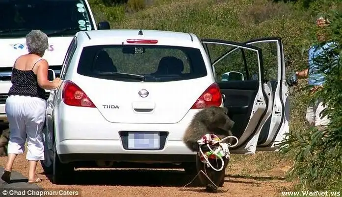 Примат барсеточник (4 фото)