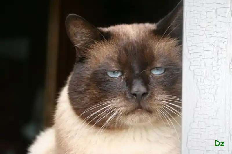 Животные эмоции (60 фото)