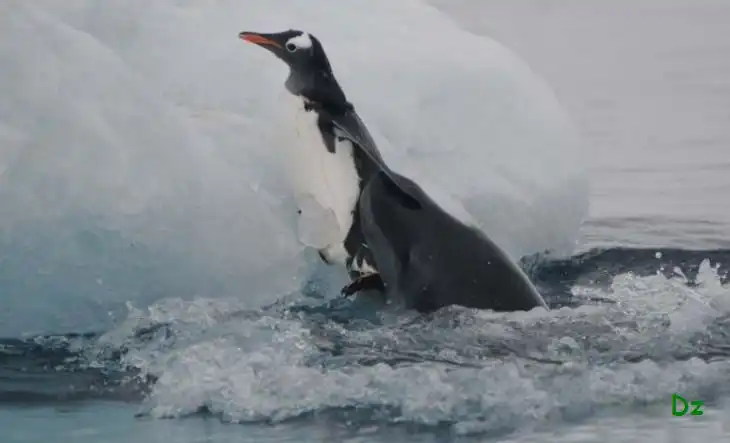 Спастись не удалось (12 фото)