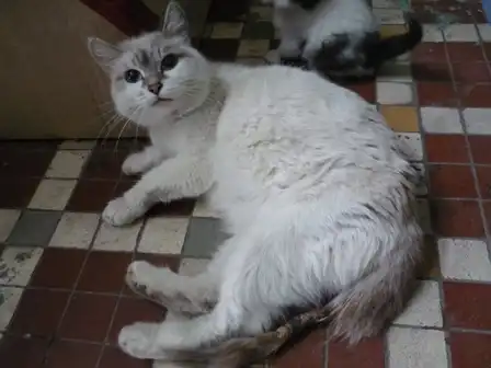 Милая, маленькая кошечка ищет любящий дом!