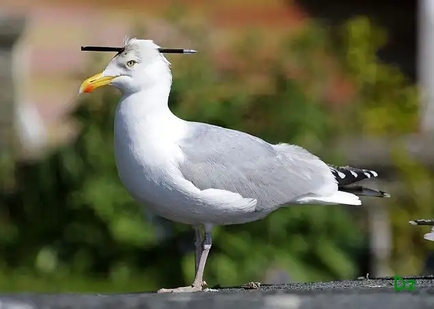 А че у нее там торчит ??(2 фото)