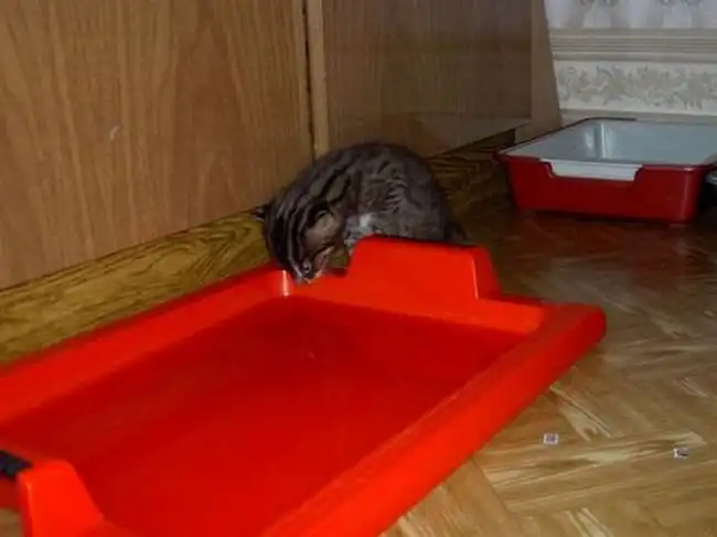 Виверровый кот-рыболов