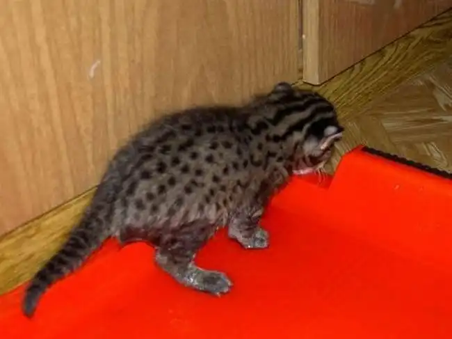 Виверровый кот-рыболов