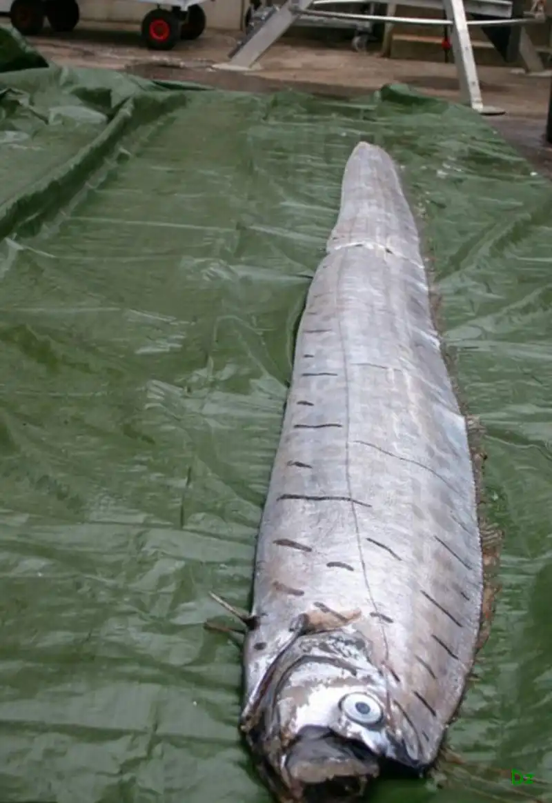 Вот это селедочка (2 фото)