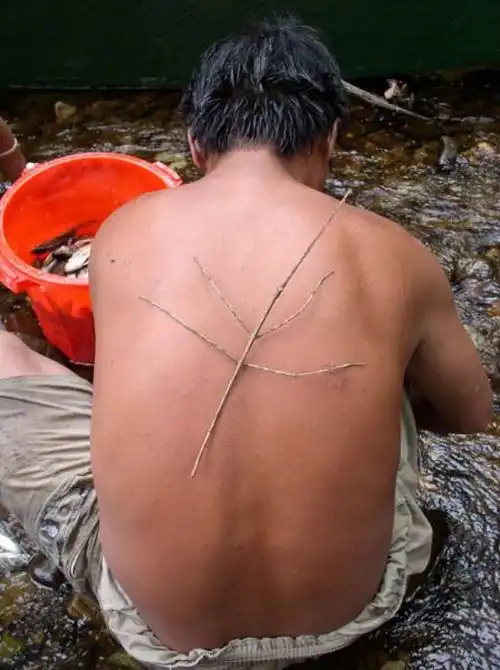 Чудеса с острова Барнео