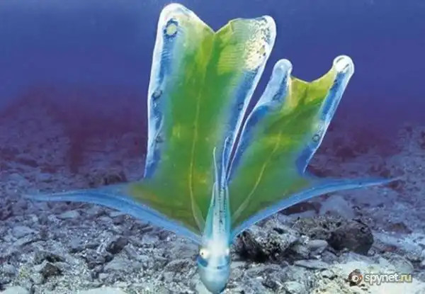 Необычные существа нашей планеты